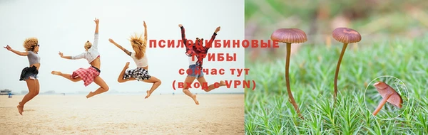 стаф Алзамай